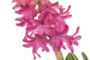 Hyacinthus 'Jan Bos' - flower bulb 14/16 - image 5