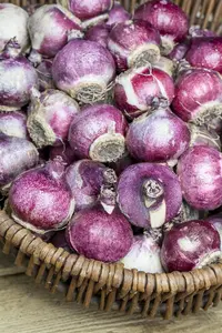Hyacinthus mix - flower bulb 18/20 - image 1