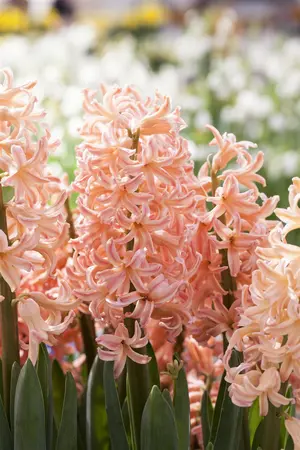 Hyacinthus 'Pink Pearl' - flower bulb 14/16 - image 1