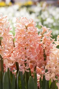 Hyacinthus 'Pink Pearl'