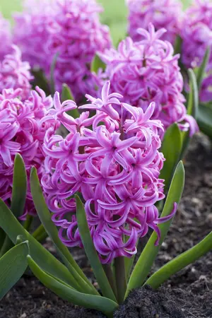 Hyacinthus 'Pink Pearl' - flower bulb 14/16 - image 2