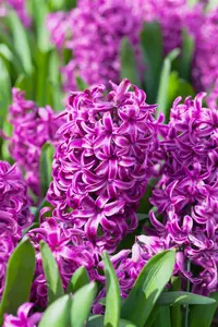 Hyacinthus 'Purple Sensation'
