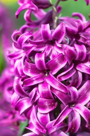 Hyacinthus 'Purple Sensation' - flower bulb 14/16 - image 2
