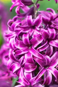 Hyacinthus 'Purple Sensation' - flower bulb 14/16 - image 2