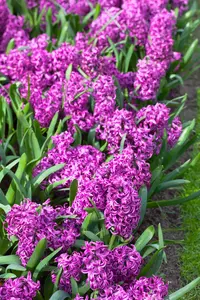 Hyacinthus 'Purple Sensation' - flower bulb 14/16 - image 3