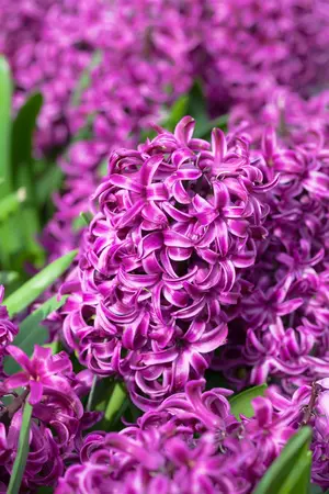 Hyacinthus 'Purple Sensation' - flower bulb 14/16 - image 4