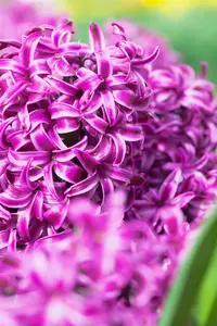 Hyacinthus 'Purple Sensation' - flower bulb 14/16 - image 5