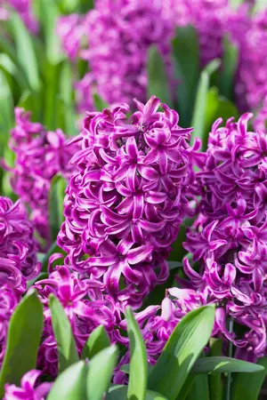 Hyacinthus 'Purple Sensation' - flower bulb 18/20 - image 1