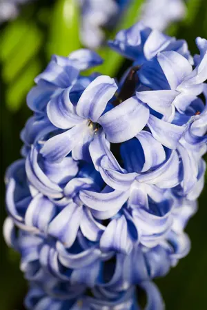 Hyacinthus 'Sky Jacket' - flower bulb 14/16 - image 1