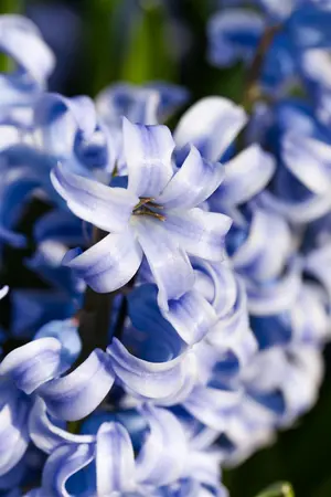 Hyacinthus 'Sky Jacket' - flower bulb 14/16 - image 2