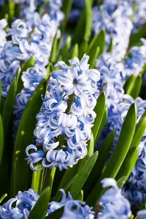 Hyacinthus 'Sky Jacket' - flower bulb 14/16 - image 3