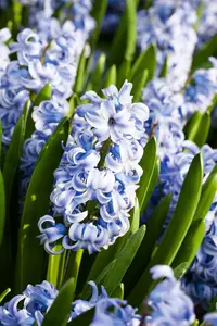 Hyacinthus 'Sky Jacket' - flower bulb 14/16 - image 3