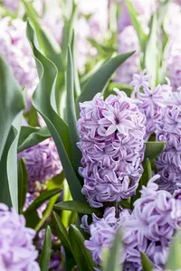 Hyacinthus 'Splendid Cornelia'