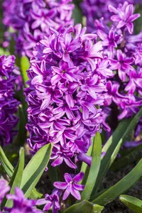 Hyacinthus 'Splendid Cornelia' - flower bulb 14/16 - image 2