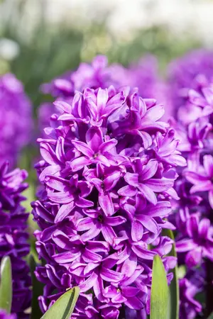 Hyacinthus 'Splendid Cornelia' - flower bulb 14/16 - image 3