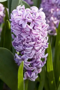 Hyacinthus 'Splendid Cornelia' - flower bulb 14/16 - image 4