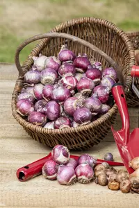 Hyacinthus 'Spring Field' - flower bulb 14/16 - image 3