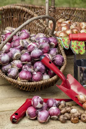 Hyacinthus 'Spring Field' - flower bulb 14/16 - image 4