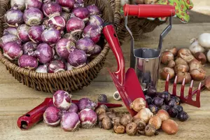 Hyacinthus 'Spring Field' - flower bulb 14/16 - image 2