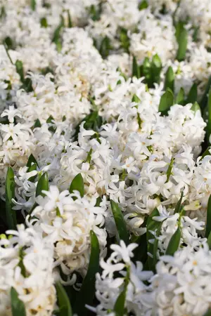 Hyacinthus 'White Pearl' - flower bulb 14/16 - image 2