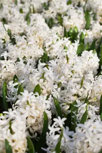 Hyacinthus 'White Pearl' - flower bulb 14/16 - image 2