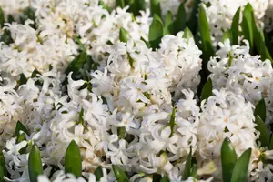 Hyacinthus 'White Pearl'