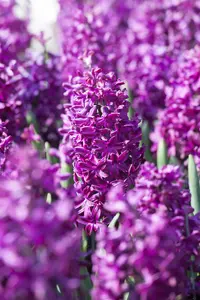 Hyacinthus 'Woodstock' - flower bulb 14/16 - image 2