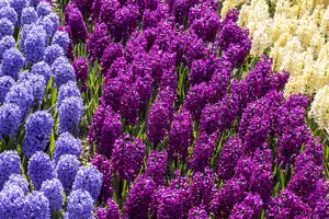 Hyacinthus 'Woodstock'