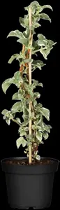 Hydrangea an. petiolaris 'Silver Lining' - 40-50 CM C2