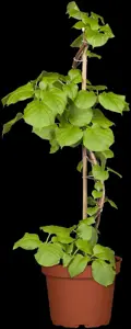 Hydrangea anomala petiolaris - C5 - trellis
