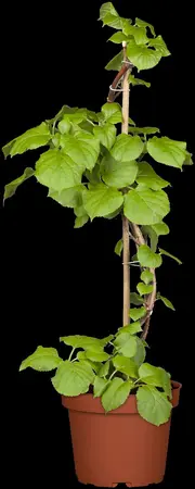 Hydrangea anomala petiolaris - SOLITAIR 200-250 CM C375