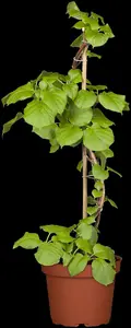 Hydrangea anomala petiolaris - SOLITAIR 200-250 CM C375