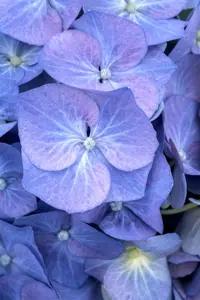 Hydrangea arb. 'BellaRagazza? Limetta'