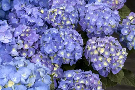 Hydrangea arb. 'BellaRagazza? Limetta' - 3 Ltr pot - image 2