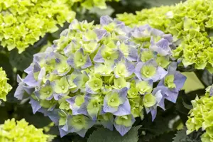 Hydrangea arb. 'BellaRagazza? Limetta' - 3 Ltr pot - image 4