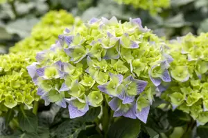Hydrangea arb. 'BellaRagazza? Limetta' - 3 Ltr pot - image 5