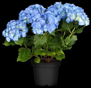 Hydrangea arb. 'BellaRagazza? Limetta' - 3 Ltr pot - image 3