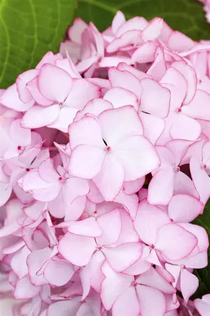 Hydrangea arb. 'Invincibelle? Spirit'  - 30-40 CM C5 - image 2