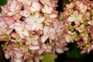 Hydrangea arb. 'Invincibelle? Spirit' 