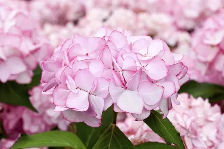 Hydrangea arb. 'Invincibelle? Spirit'  - 30-40 CM C5 - image 3