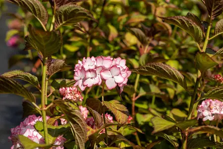 Hydrangea arb. 'Invincibelle? Spirit'  - 30-40 CM C5 - image 4