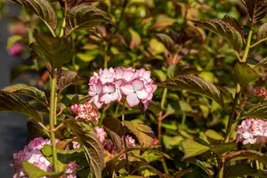 Hydrangea arb. 'Invincibelle? Spirit'  - 30-40 CM C5 - image 4