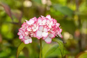 Hydrangea arb. 'Invincibelle? Spirit'  - 30-40 CM C5 - image 5