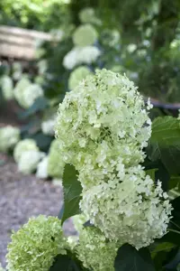 Hydrangea arbor. 'Annabelle'