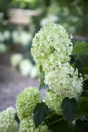 Hydrangea arbor. 'Annabelle' - 60-80 CM RB - image 3