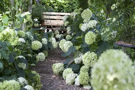 Hydrangea arbor. 'Annabelle' - 1.5 Ltr pot - image 2