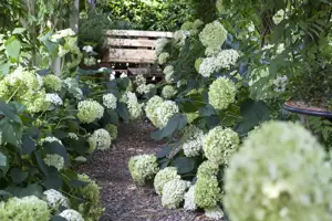 Hydrangea arbor. 'Annabelle' - 1.5 Ltr pot - image 2