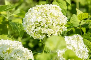 Hydrangea arbor. 'Annabelle' - 20-25 CM C3 - image 5