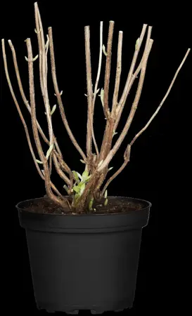 Hydrangea arbor. 'Annabelle' - Liners bare root - image 5