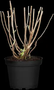 Hydrangea arbor. 'Annabelle' - Liners bare root - image 5